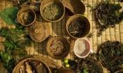 Herbal Remedies For Cancer